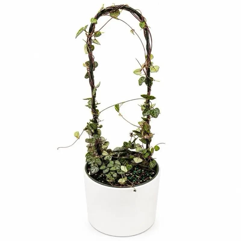 Variegated String of Hearts Plant for Decor