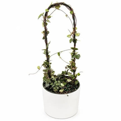 Variegated String of Hearts Plant for Decor