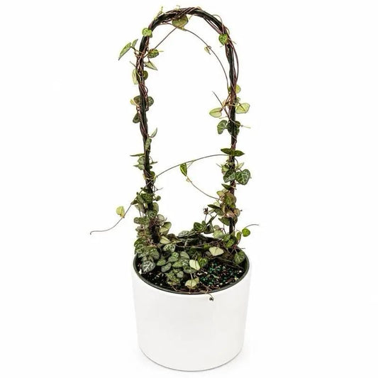 Variegated String of Hearts Plant for Decor