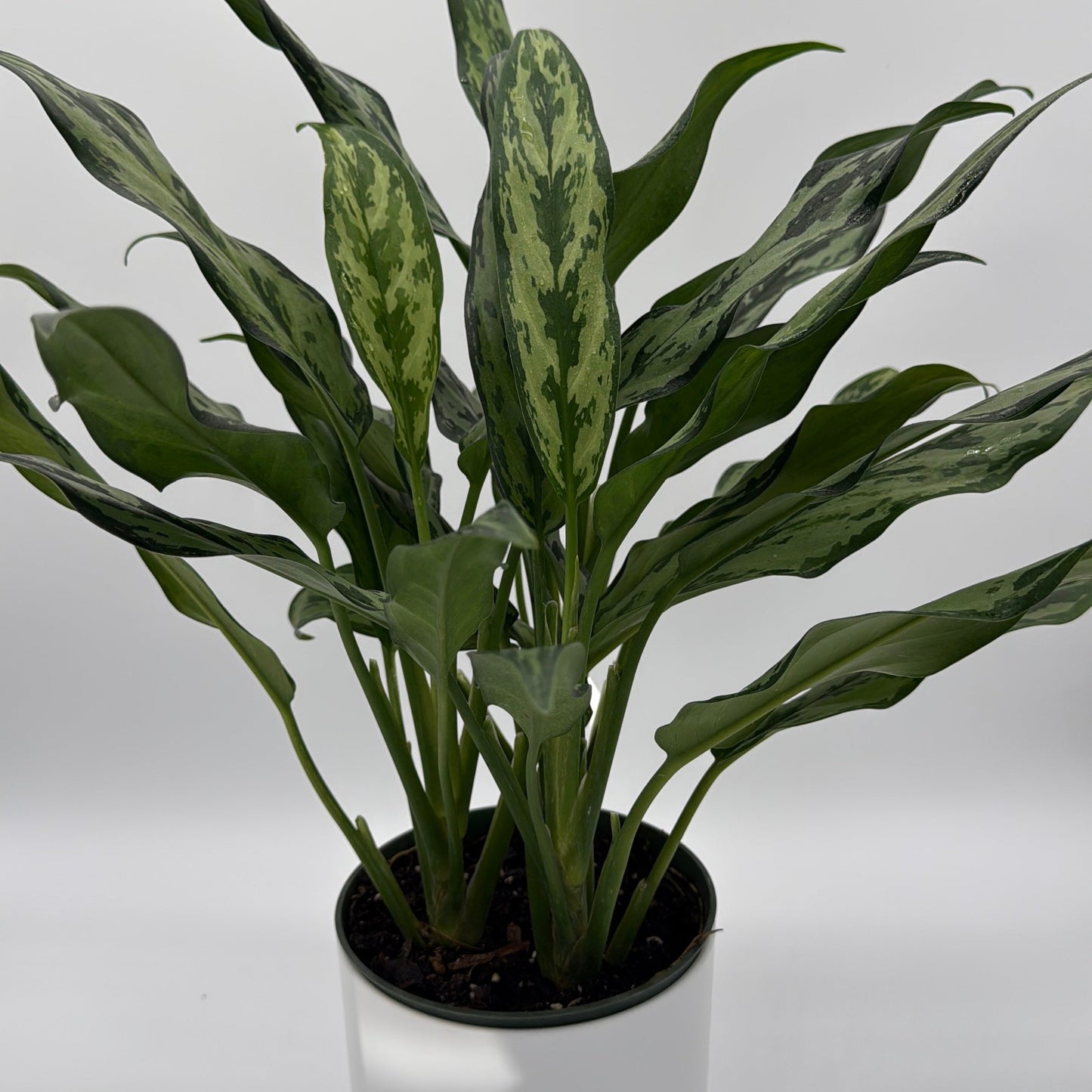 Aglaonema Juliette
