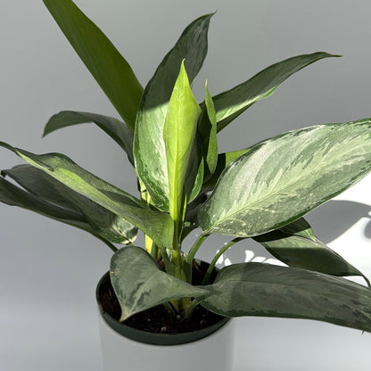 Aglaonema Silverado