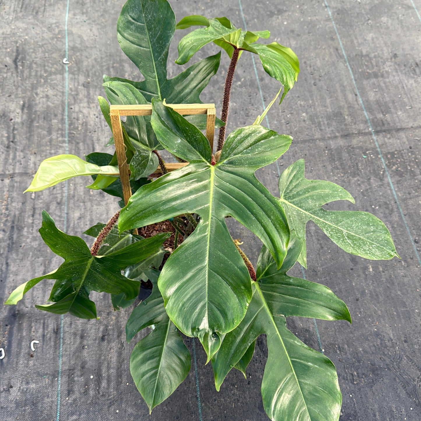 Philodendron Squamiferum RUNOPLANTS houseplant with glossy dark-green leaves and fuzzy stems on Tampa Home & Garden Store