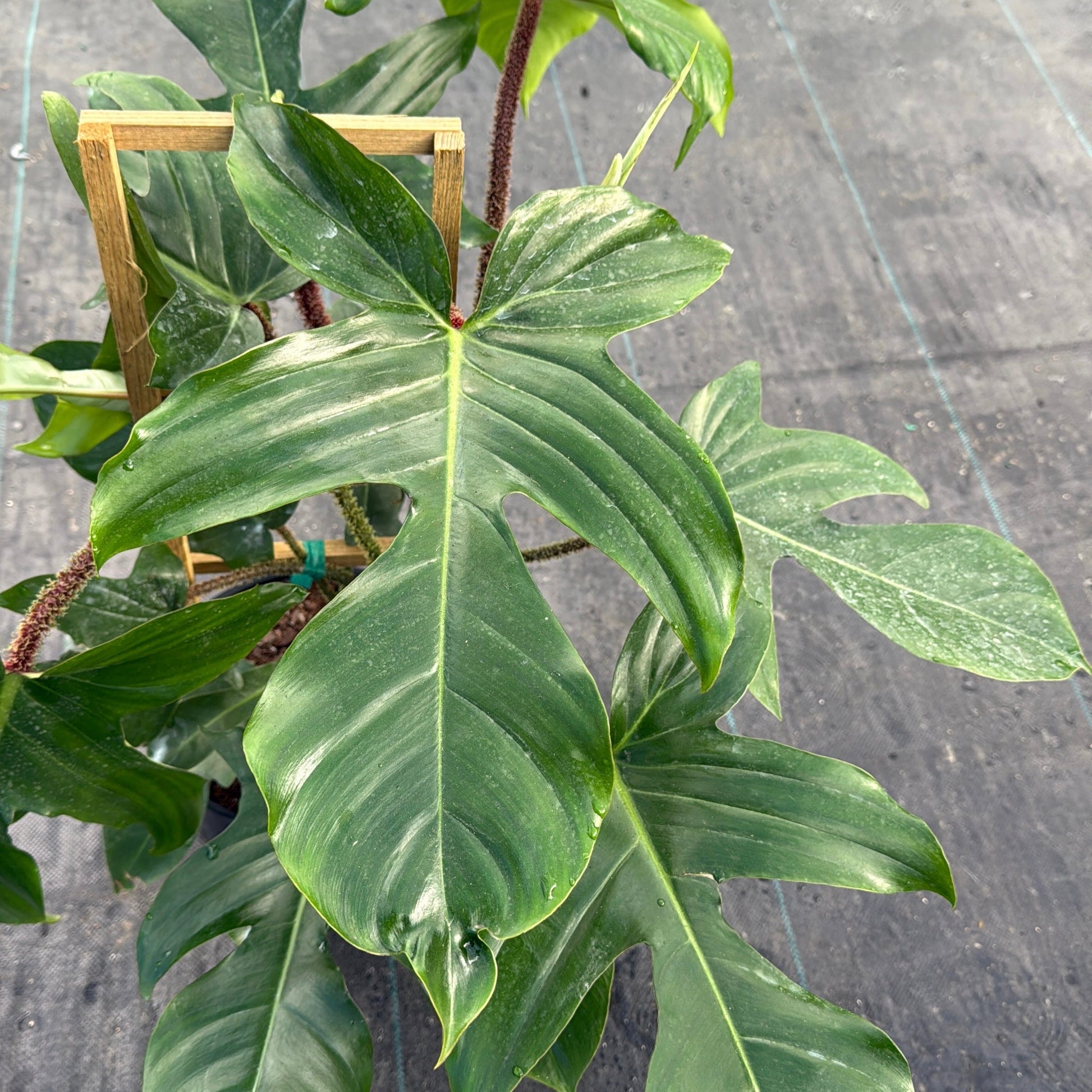 Philodendron Squamiferum potted plant with large green leaves and light variegation RUNOPLANTS on Tampa Home & Garden Store