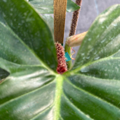 Philodendron Squamiferum potted plant with glossy leaves and fuzzy brown spike RUNOPLANTS on Tampa Home & Garden Store