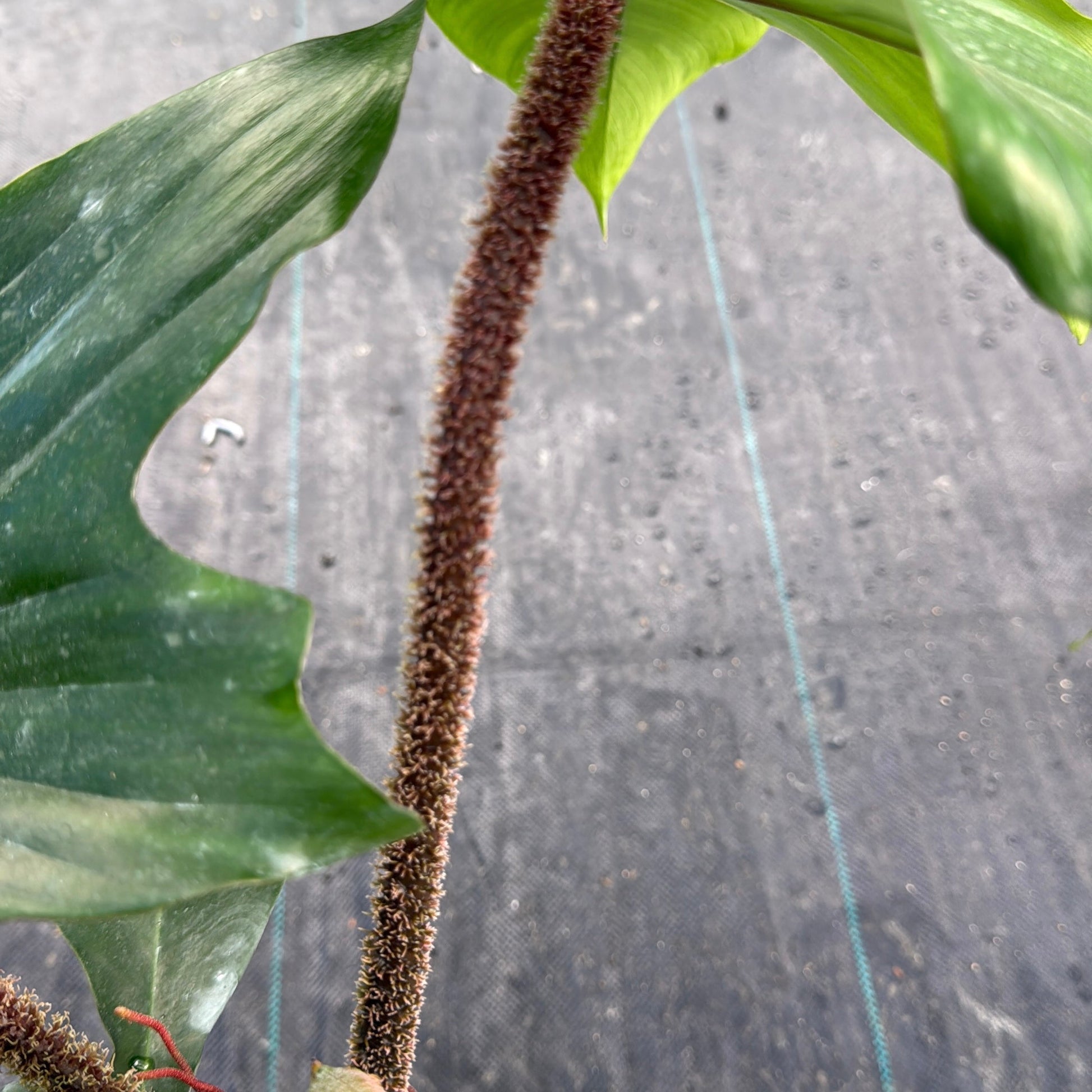 Philodendron Squamiferum potted plant with glossy green leaves and brown fuzzy spike on Tampa Home & Garden Store