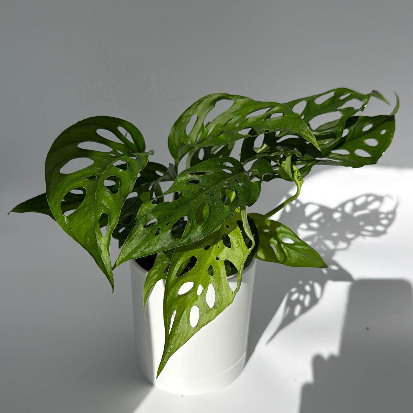 Monstera Adansonii (Monstera à Trous)