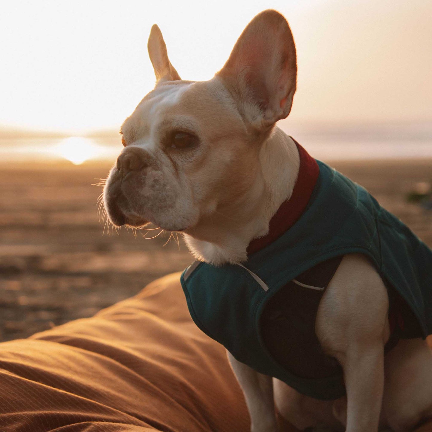 Camas para perros y fundas para camas para perros