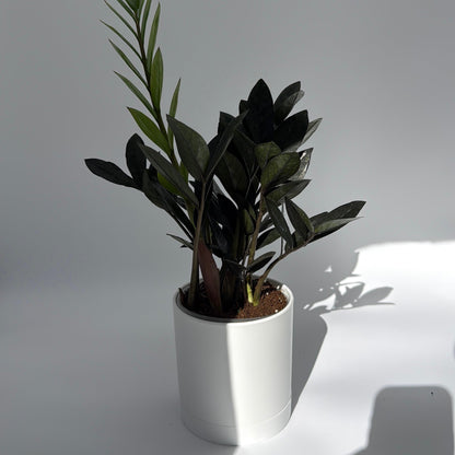 ZZ Black Raven Plant For Indoor Decor
