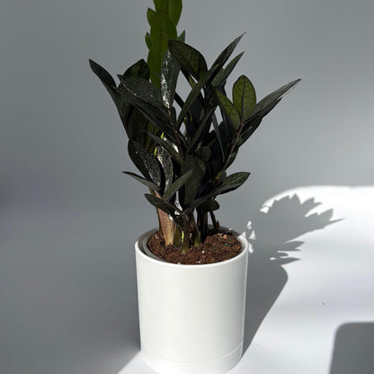 ZZ Black Raven Plant For Indoor Decor