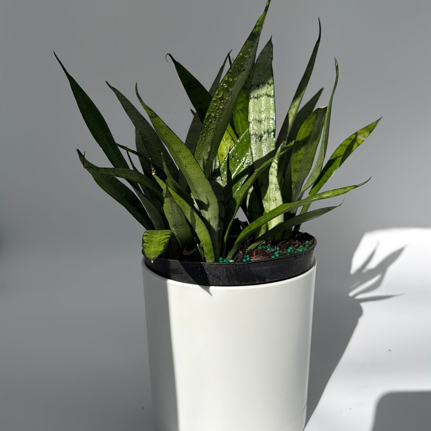 Sansevieria 'Silver Streak'