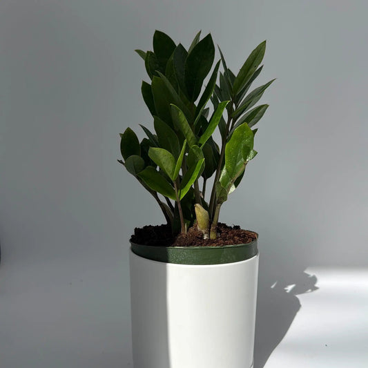 Zamioculcas ZZ Plant RUNOPLANTS in a white ceramic pot with glossy dark-green leaves on Tampa Home & Garden Store