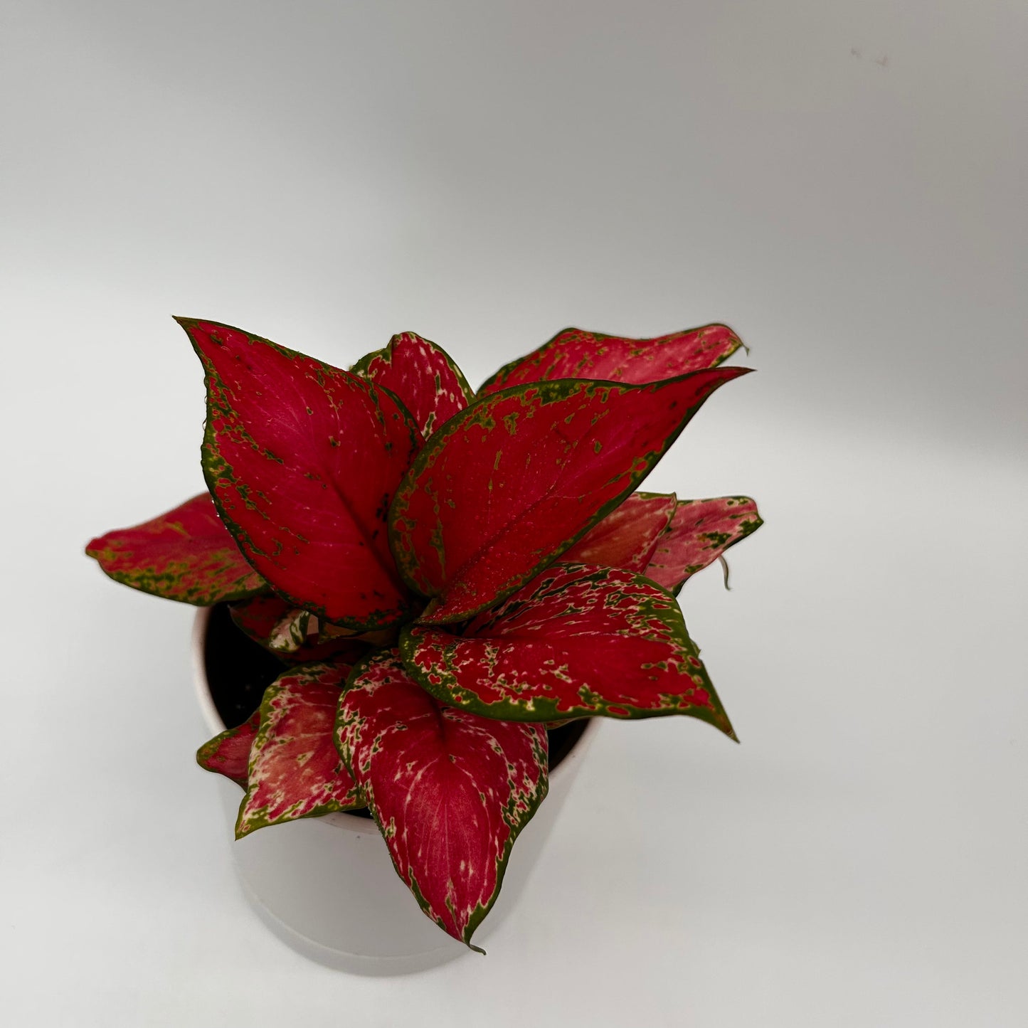 Aglaonema Rouge Zircone