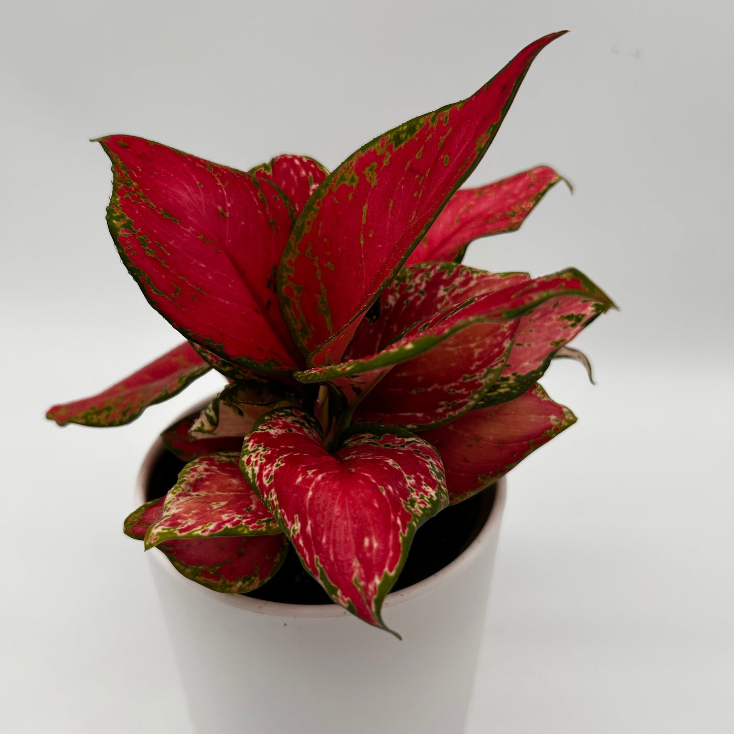 Aglaonema Rouge Zircone