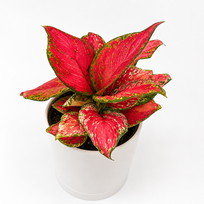 Aglaonema Rouge Zircone