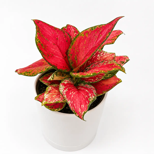 Aglaonema Red Zircone plant with bright red foliage edged in green in a white pot on Tampa Home & Garden Store