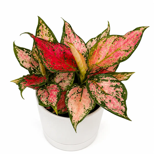 Aglaonema Pink Zircon tropical houseplant with pink-green variegated leaves in a white pot on Tampa Home & Garden Store