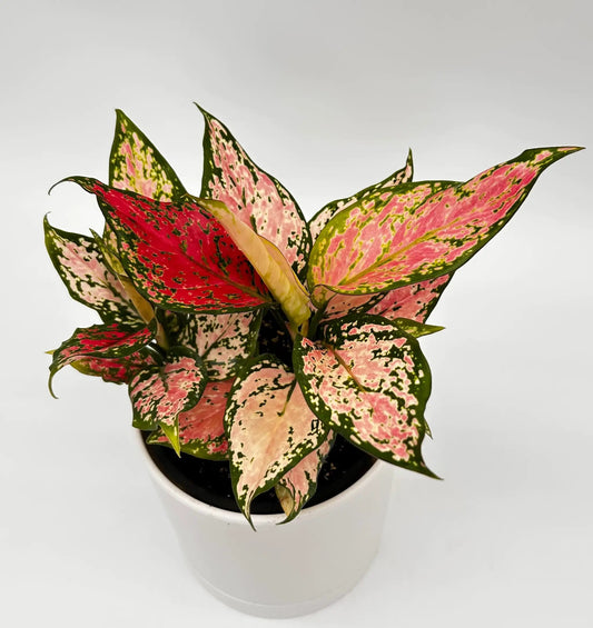 Aglaonema Pink Zircon tropical houseplant pink-green variegated leaves in white pot on Tampa Home & Garden Store