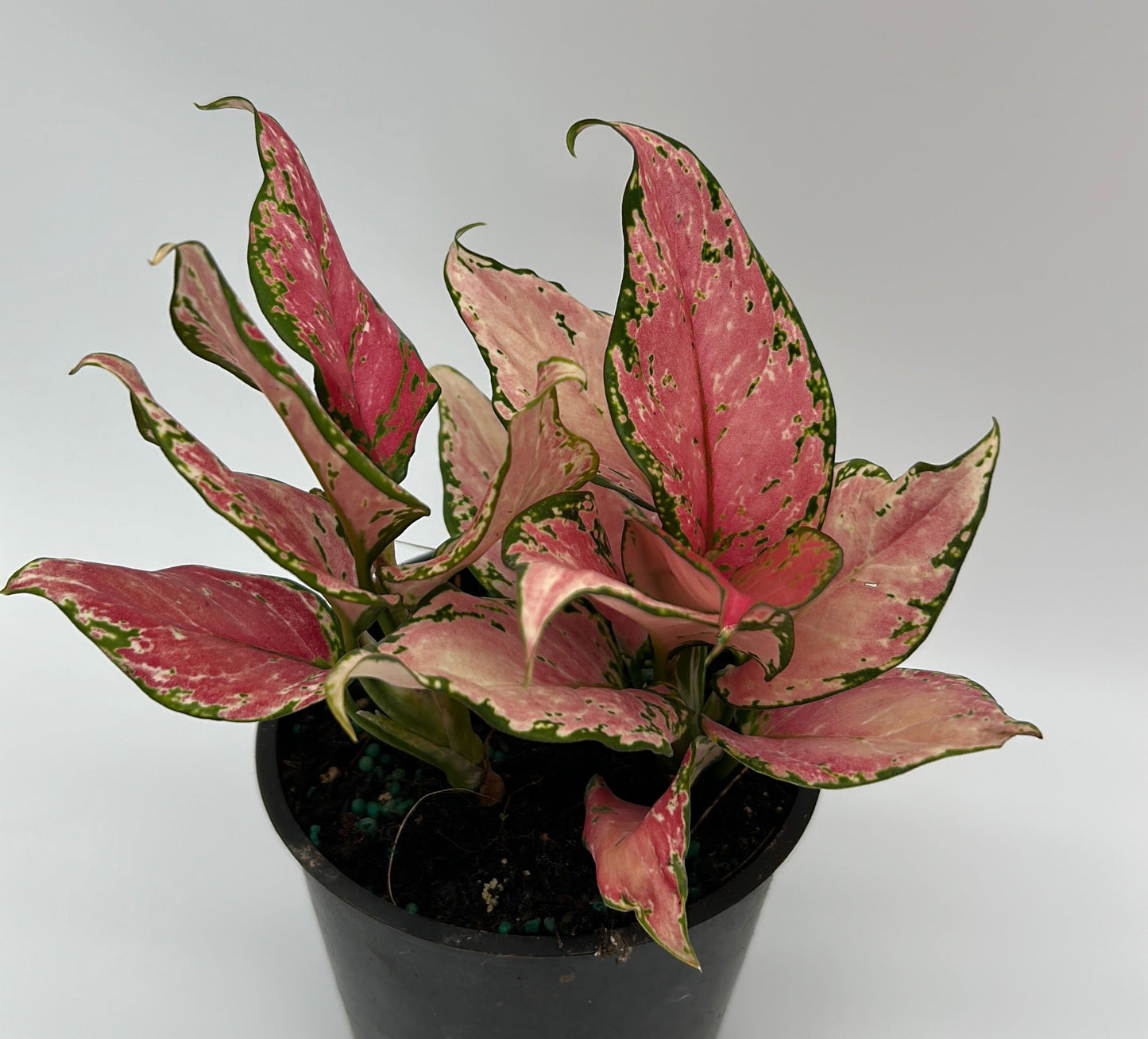 Aglaonema 'Pink Zircon'