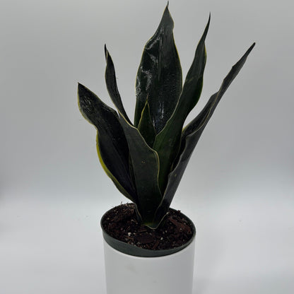 Sansevieria 'Fabi'