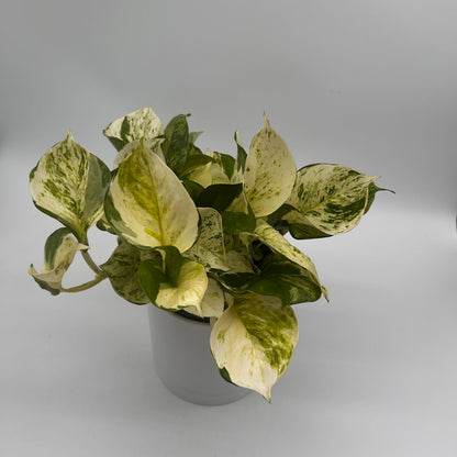 Pothos Manjula