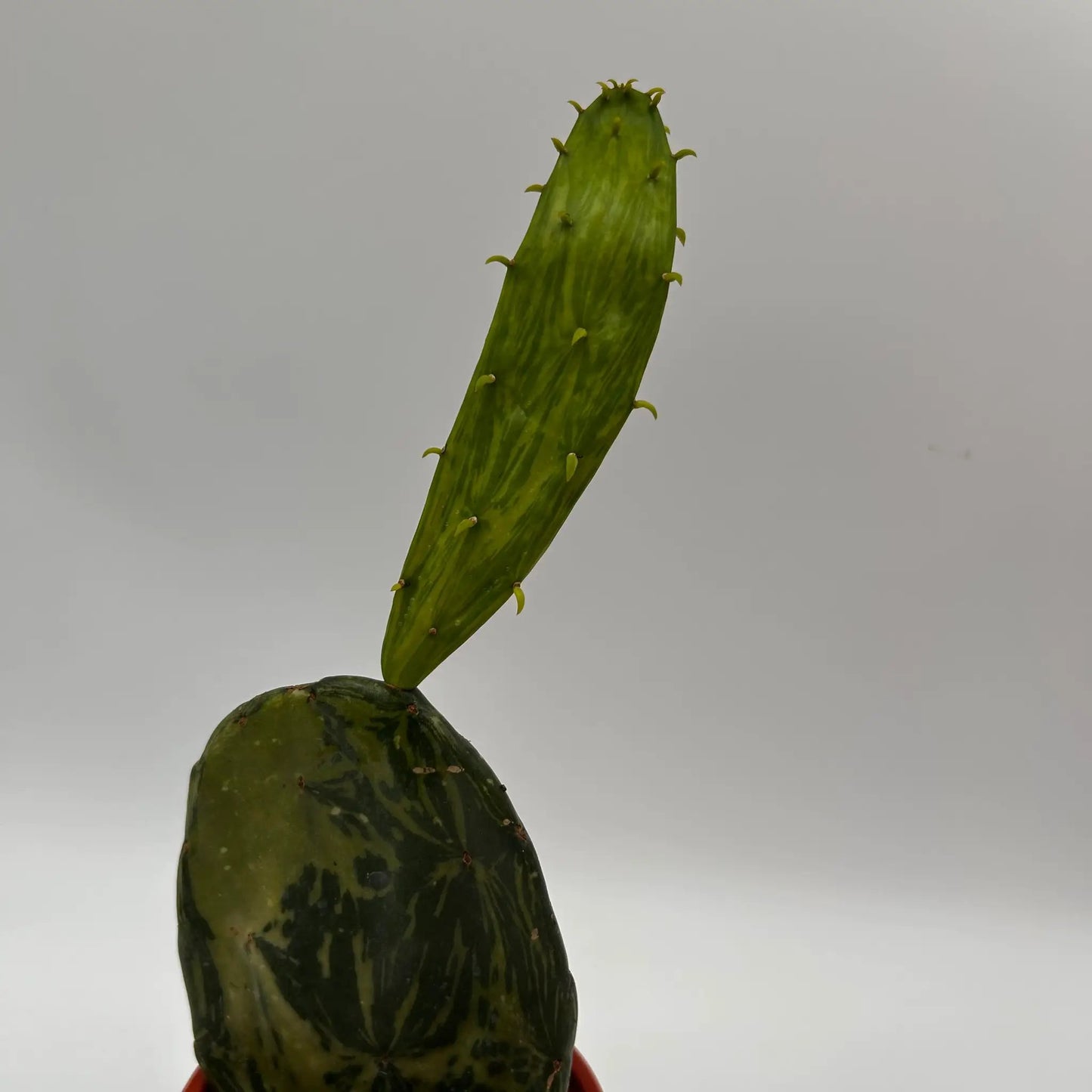 Variegated Opuntia Prickly Pear cactus paddle, RUNOPLANTS plant on Tampa Home & Garden Store