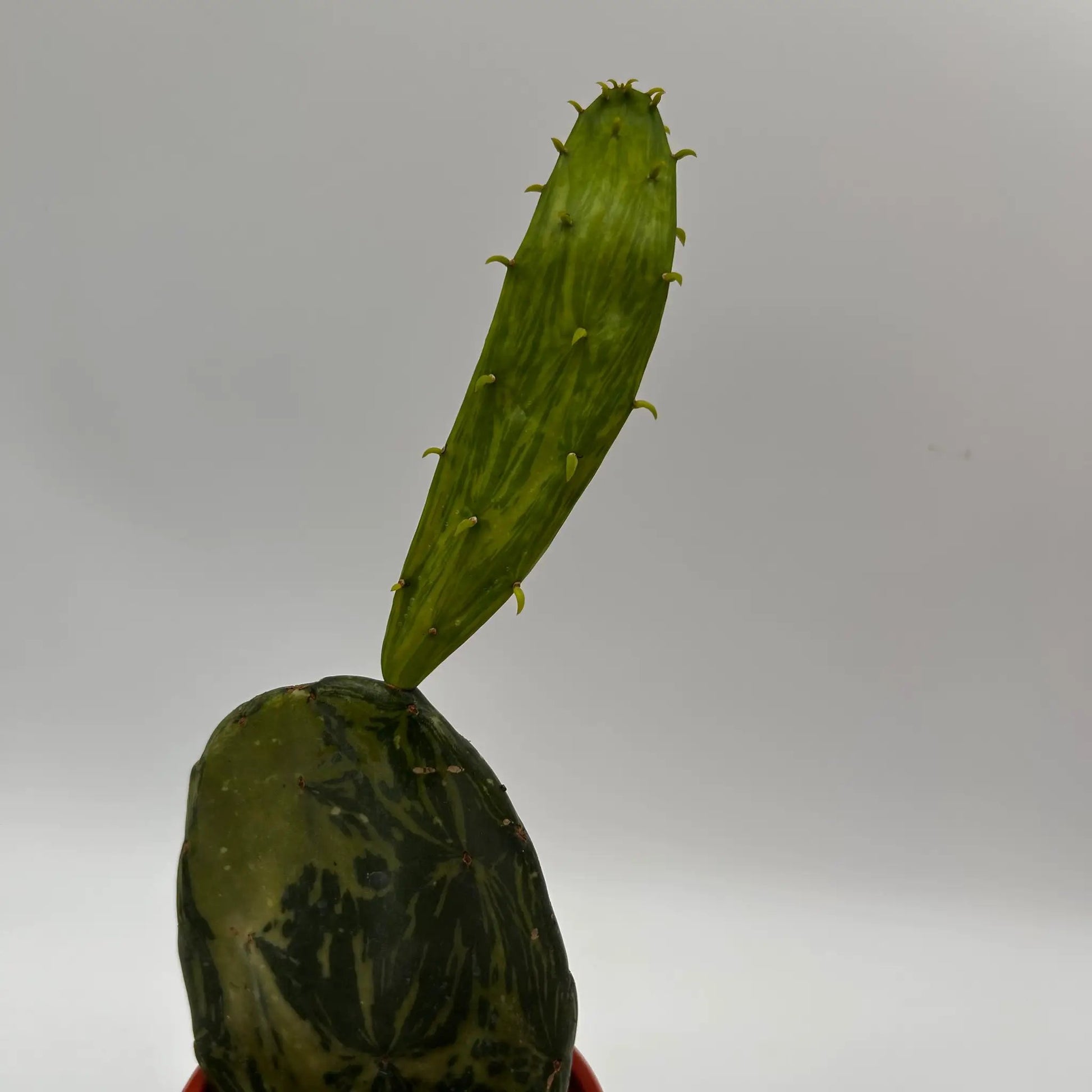 Variegated Opuntia Prickly Pear cactus paddle, RUNOPLANTS plant on Tampa Home & Garden Store