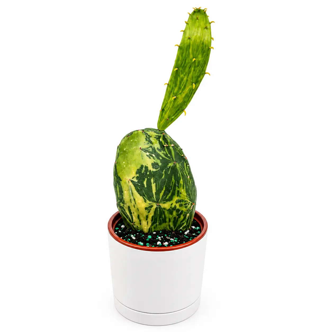 Variegated Opuntia Prickly Pear cactus in white pot; bold sculptural pad RUNOPLANTS on Tampa Home & Garden Store