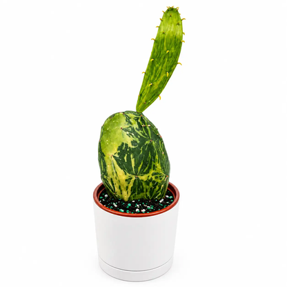 Variegated Opuntia Prickly Pear cactus in white pot; bold sculptural pad RUNOPLANTS on Tampa Home & Garden Store