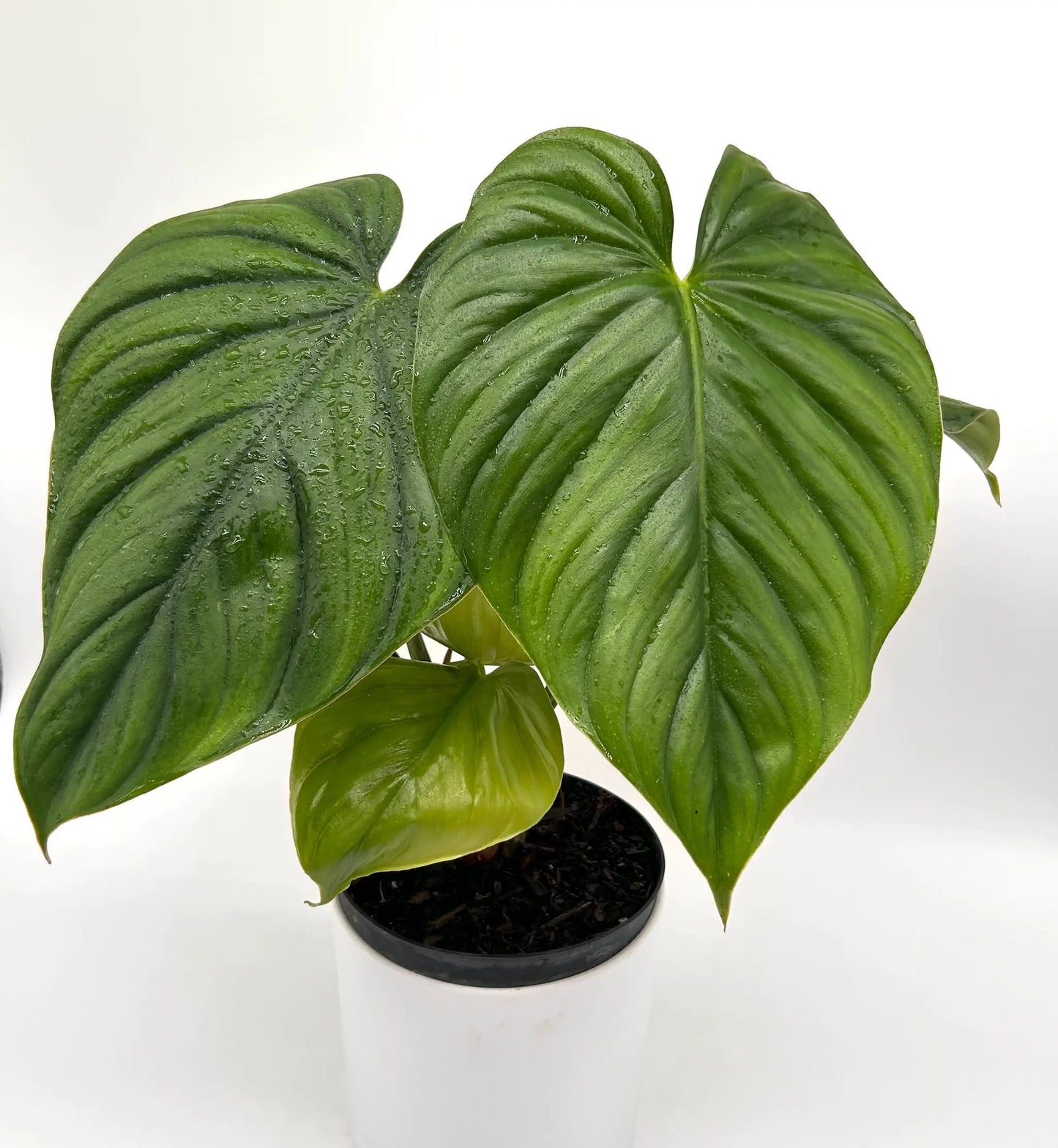 Philodendron Colombia Velvet Leaves Plant