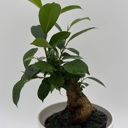 Ficus Ginseng Pre Bonsai