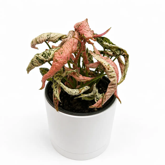 Variegated Syngonium Pink Godzilla plant with pink, cream, and green leaves in a white pot on Tampa Home & Garden Store
