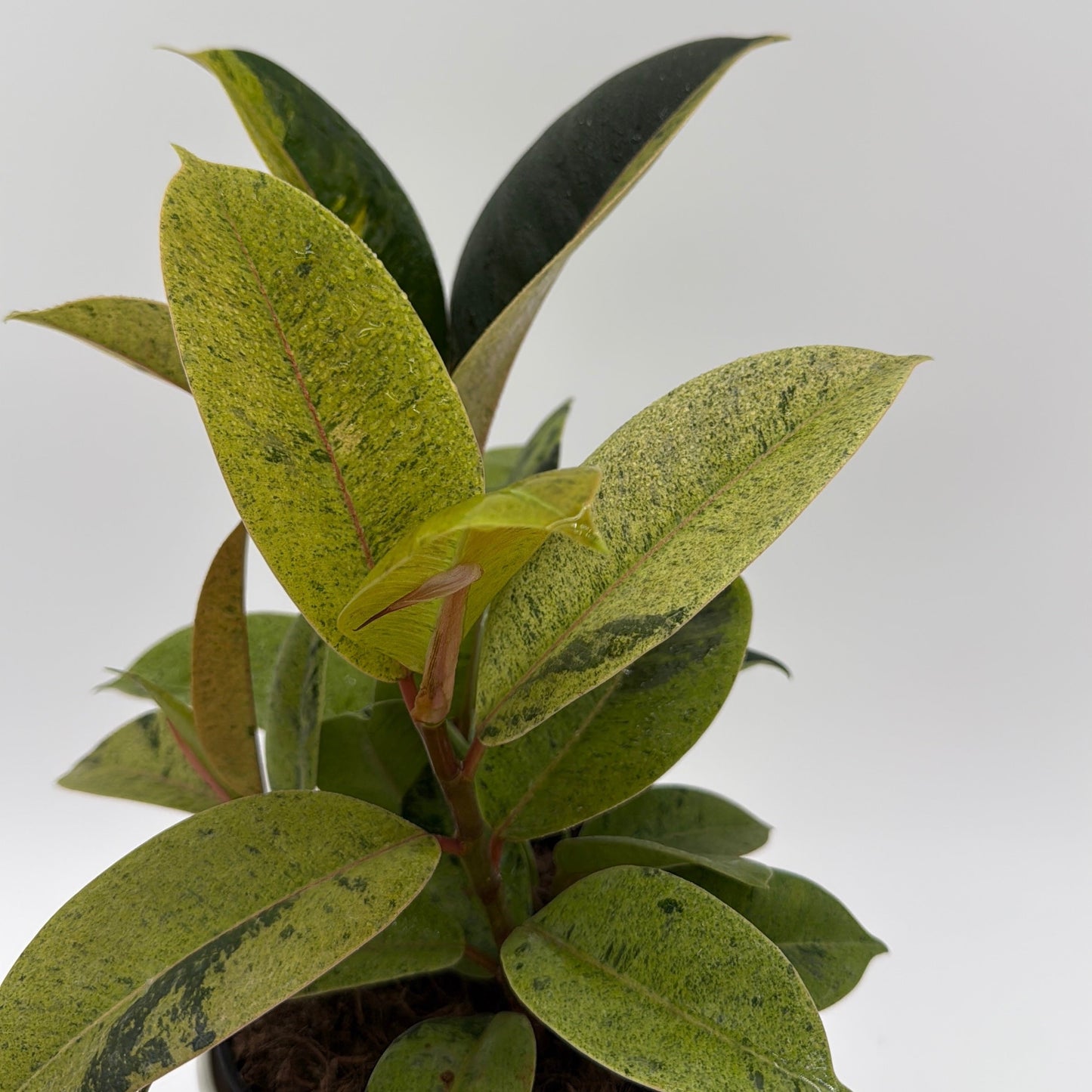 Variegated Zamioculcas 'Chameleon ZZ'
