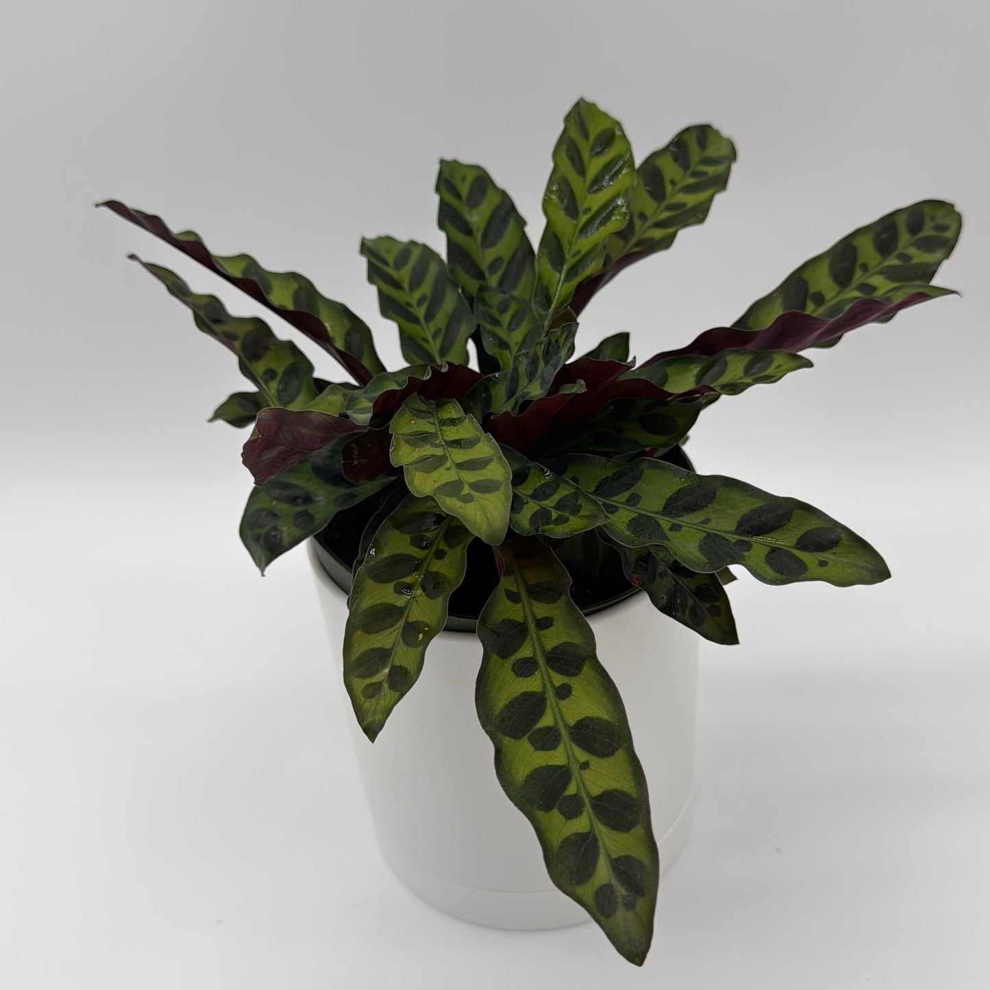 Calathea Lancifolia