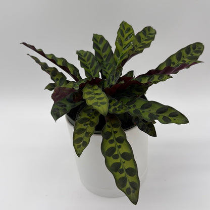 Calathea Lancifolia