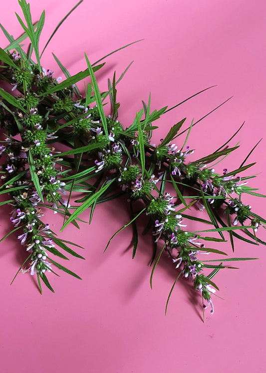 Siberian Motherwort Plant (Leonurus sibiricus)