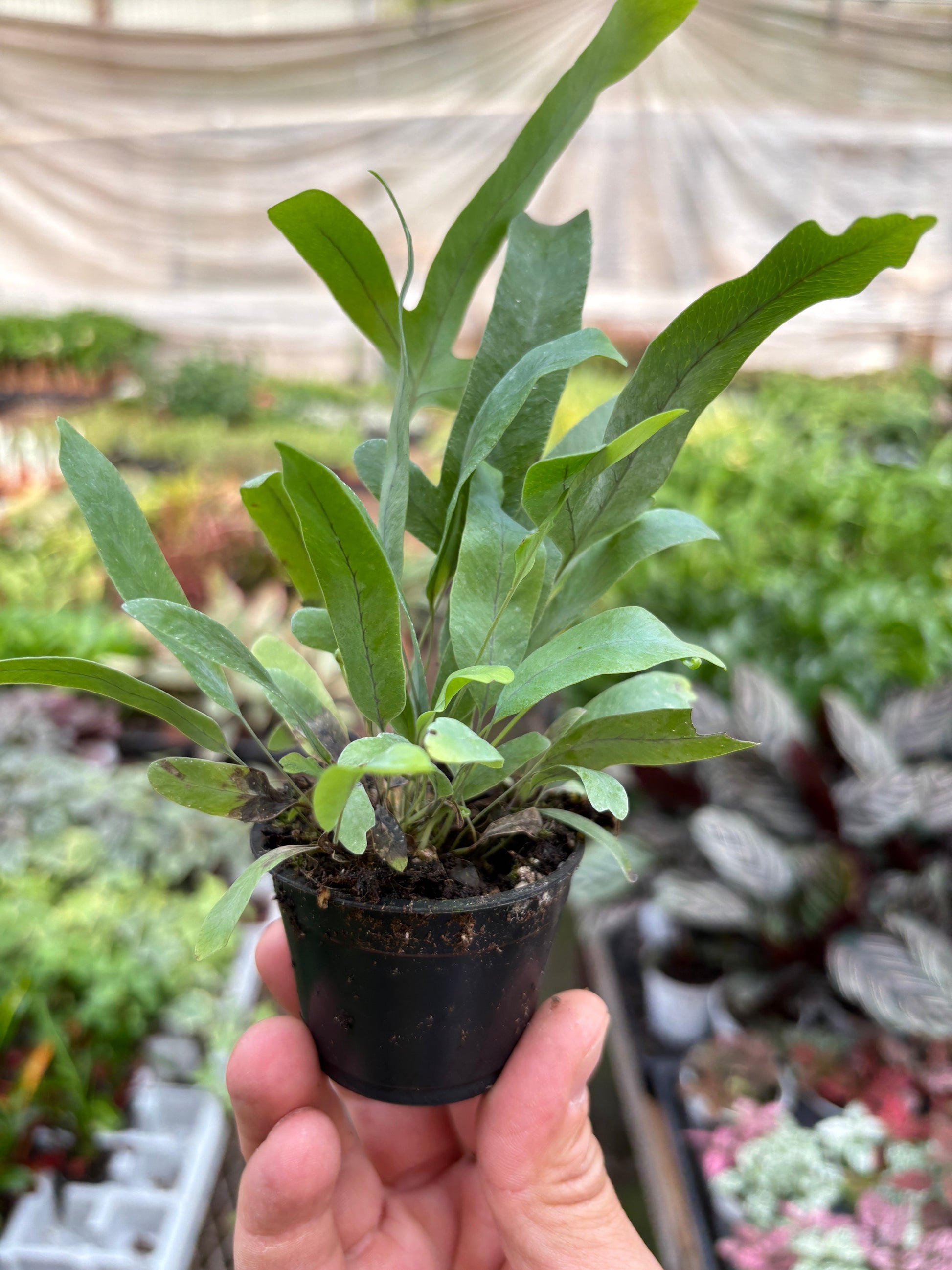 Fern Blue Star indoor plant with blue-green fronds in a small pot by Rooted Treasures Farms on Tampa Home & Garden Store