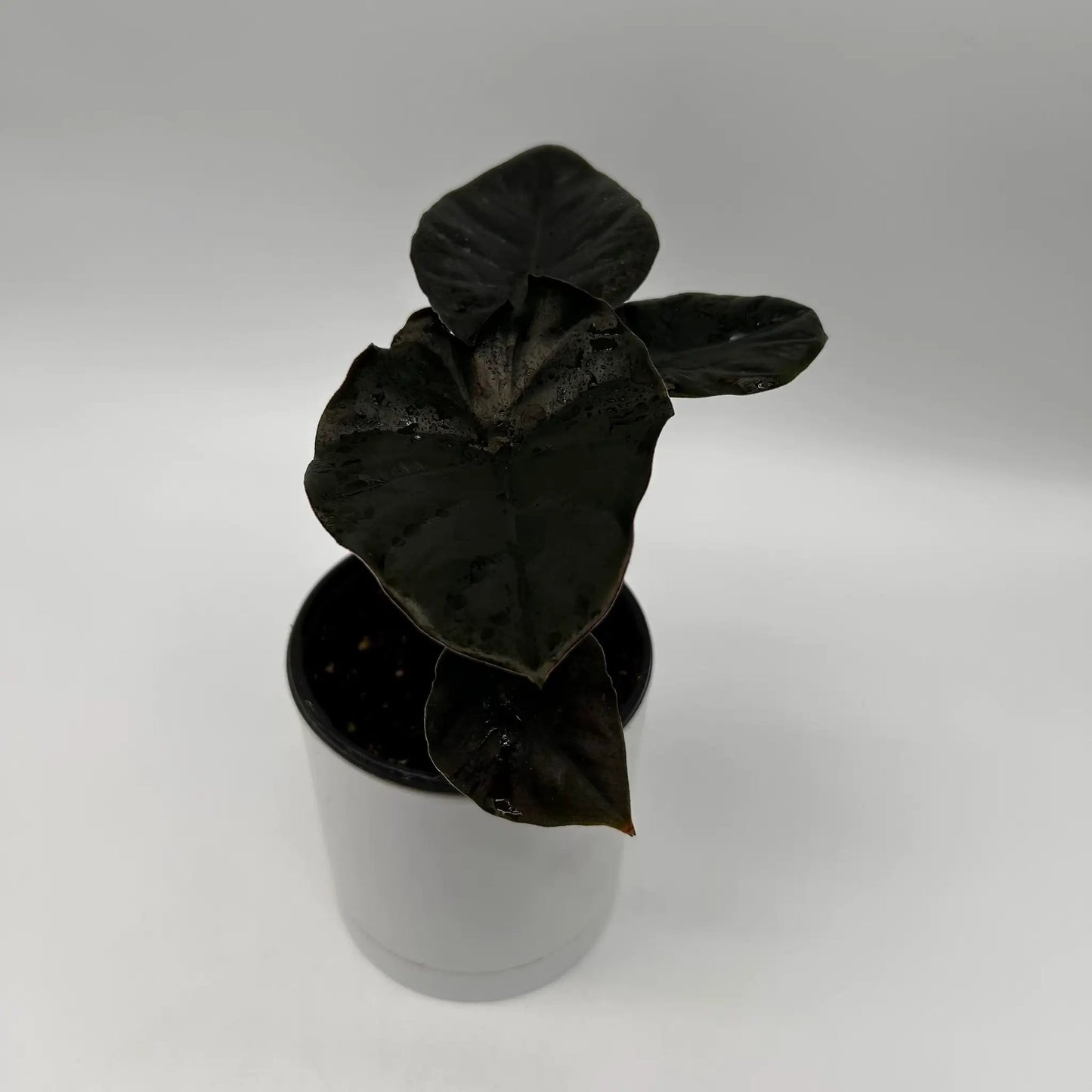 Dark Alocasia Infernalis Kaput Jewel Plant