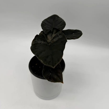 Dark Alocasia Infernalis Kaput Jewel Plant