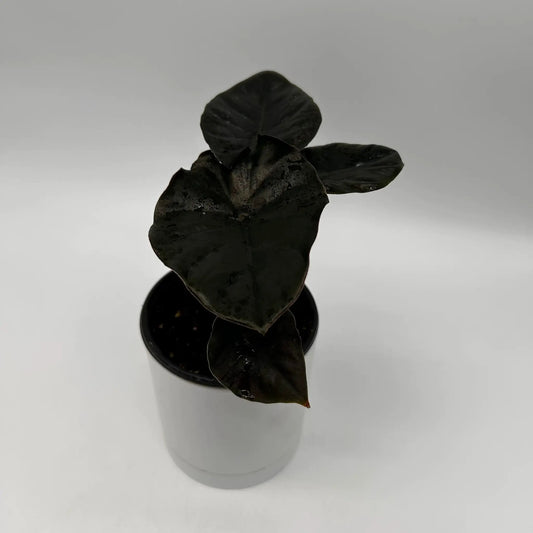 Dark Alocasia Infernalis Kaput Jewel Plant