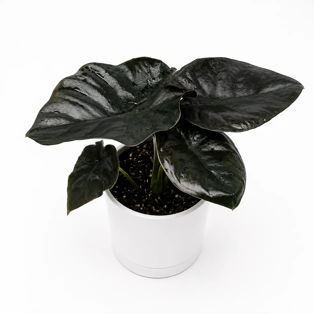 Dark Alocasia Infernalis Kaput Jewel Plant
