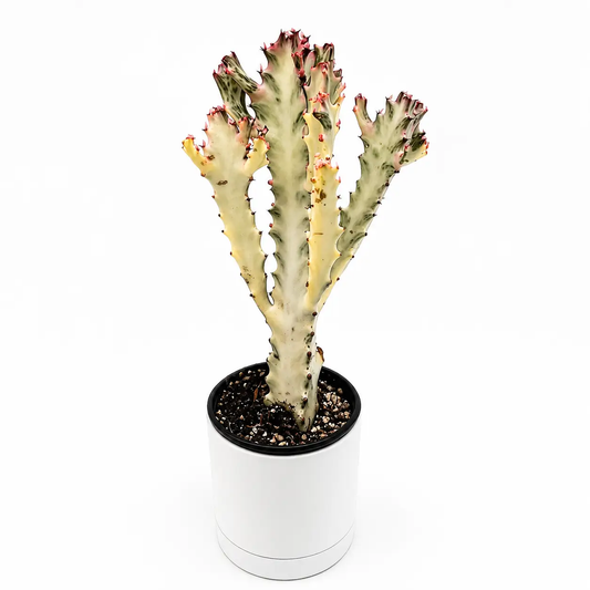RUNOPLANTS Euphorbia Dragon Bone succulent with pale stems and red-tipped edges in white pot on Tampa Home & Garden Store
