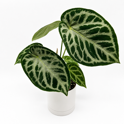 Anthurium Dorayakii Silver Blush Indoor Plant