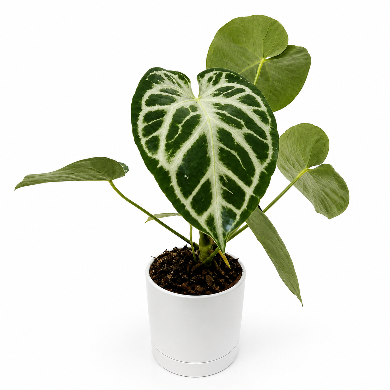 Anthurium Dorayakii Silver Blush Indoor Plant
