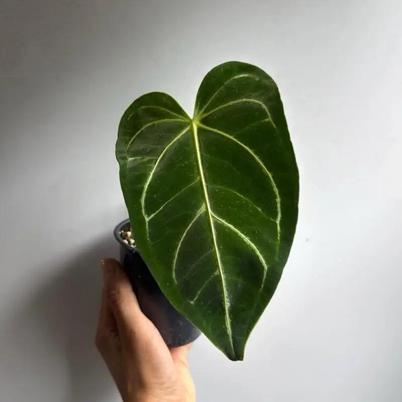 Anthurium Regale Plant with Large Heart Leaves