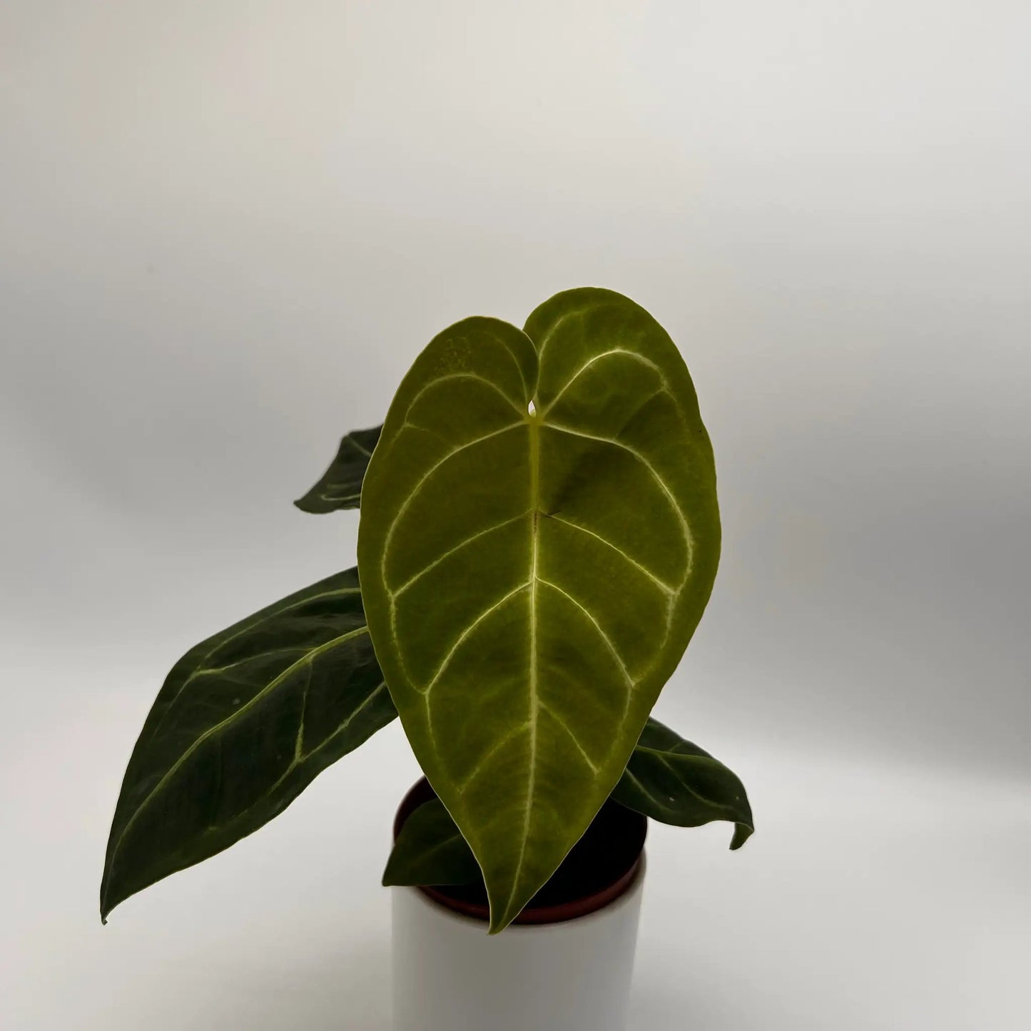 Anthurium Regale Plant with Large Heart Leaves