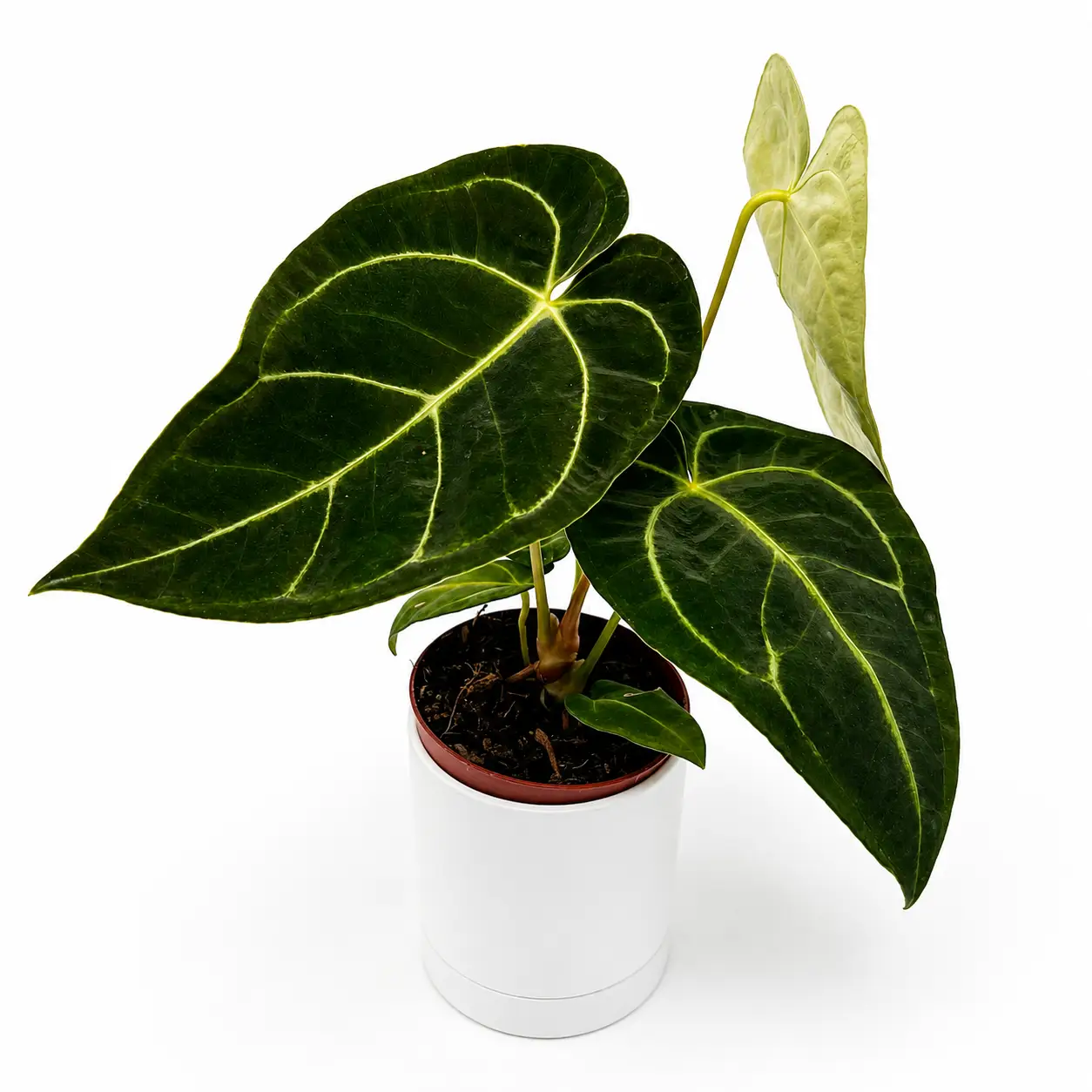 Anthurium Regale Plant with Large Heart Leaves