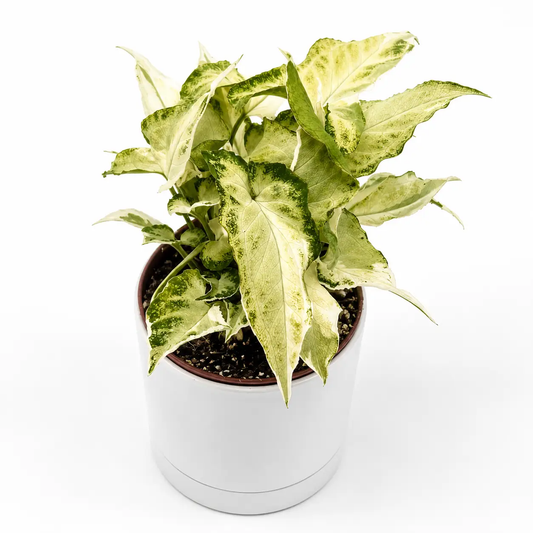 Syngonium Starlite plant with variegated cream and green arrow leaves in a white pot on Tampa Home & Garden Store