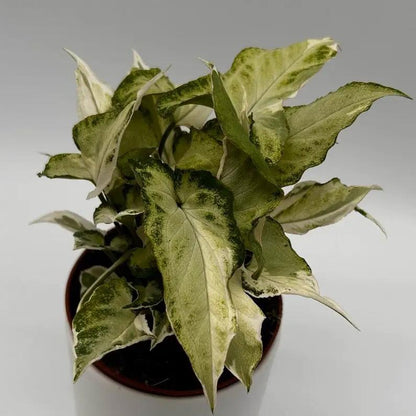 Syngonium Starlite plant with red arrow leaves, variegated cream and green foliage in a pot on Tampa Home & Garden Store
