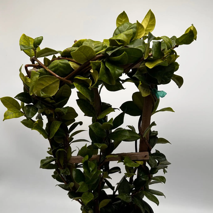 Star Jasmine Vine for Patio and Indoor Fragrance