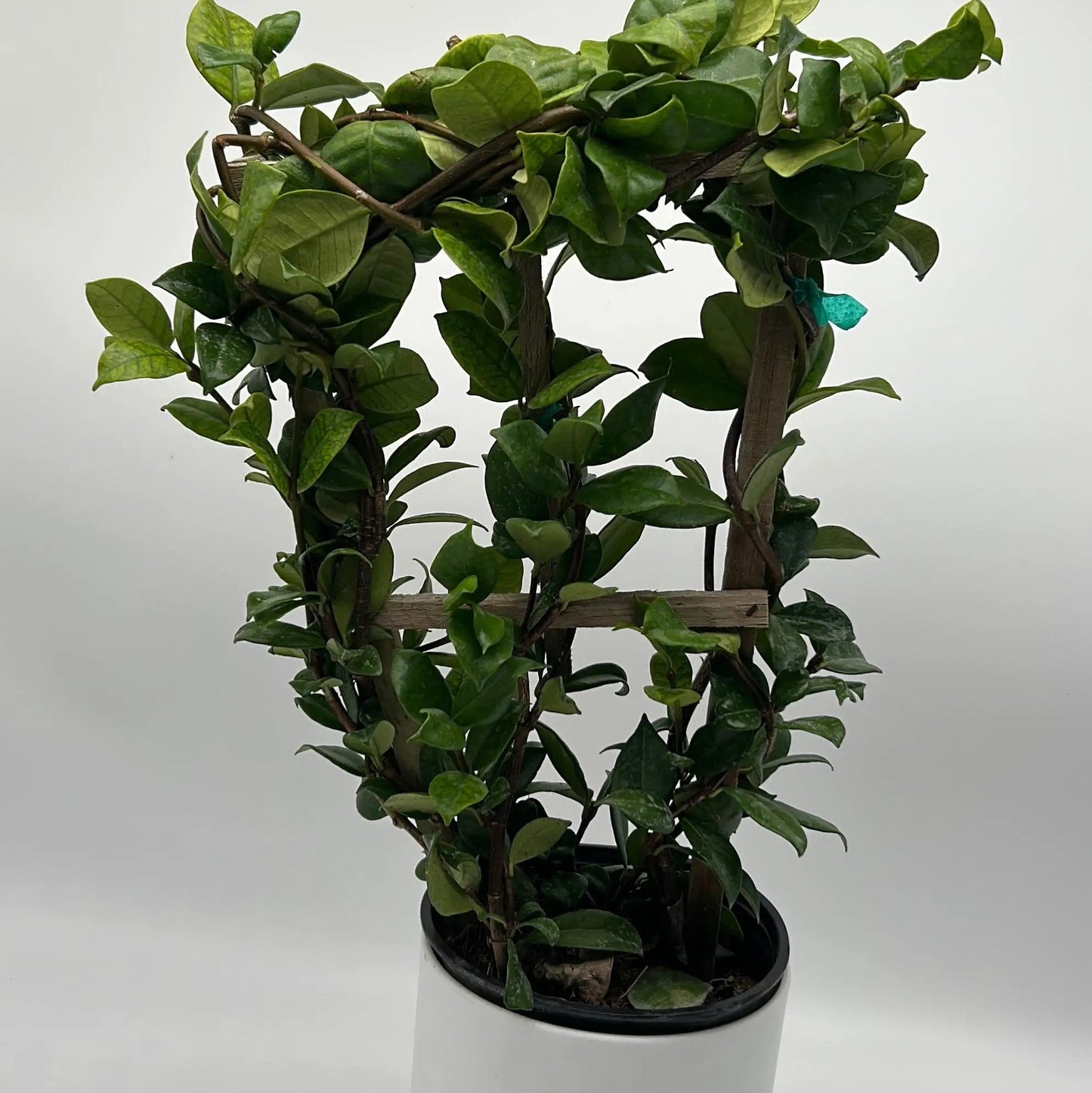 Star Jasmine Vine for Patio and Indoor Fragrance